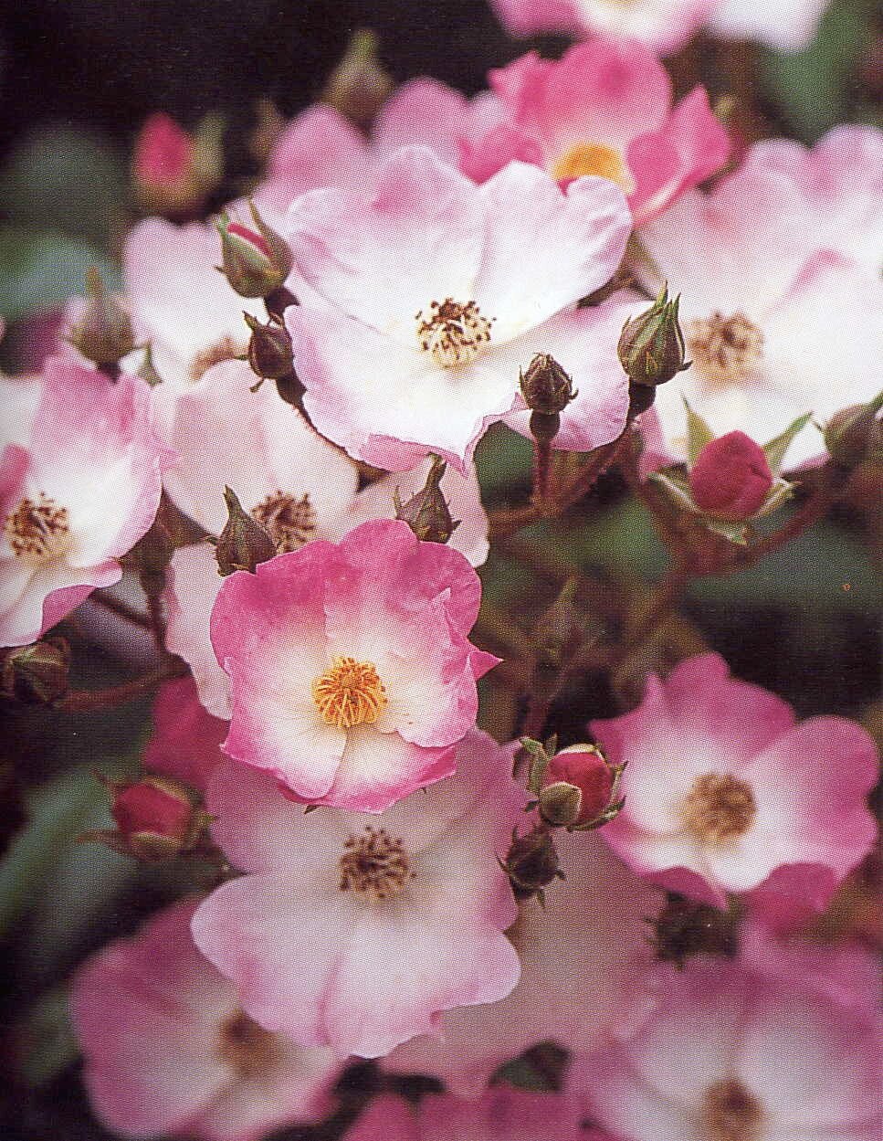 Rosa Ballerina