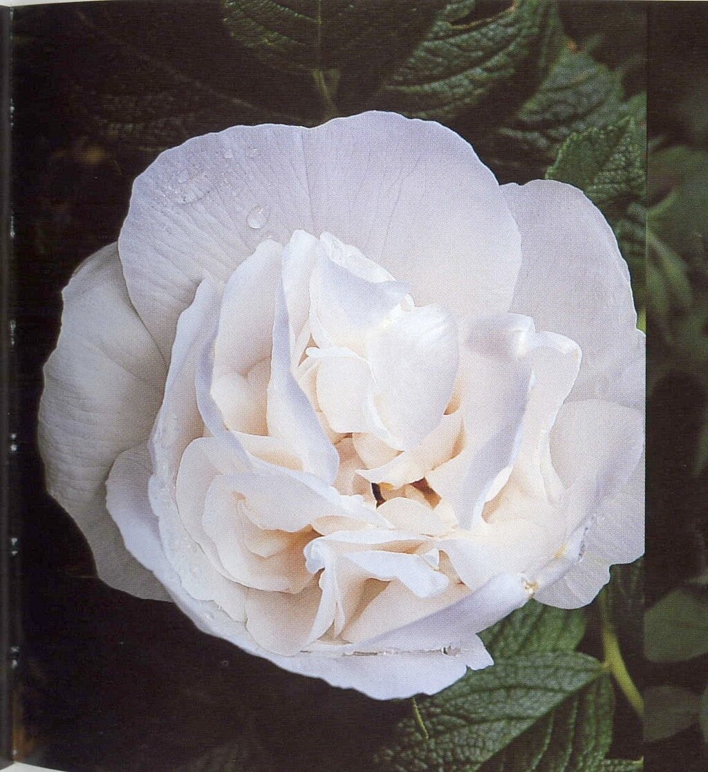 Rosa Blanc Double de Coubert