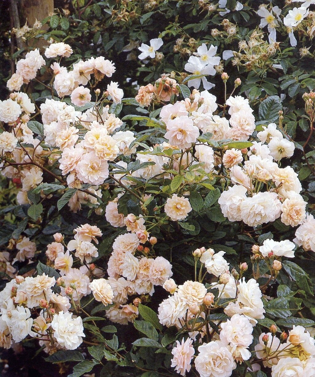 Rosa Cornelia