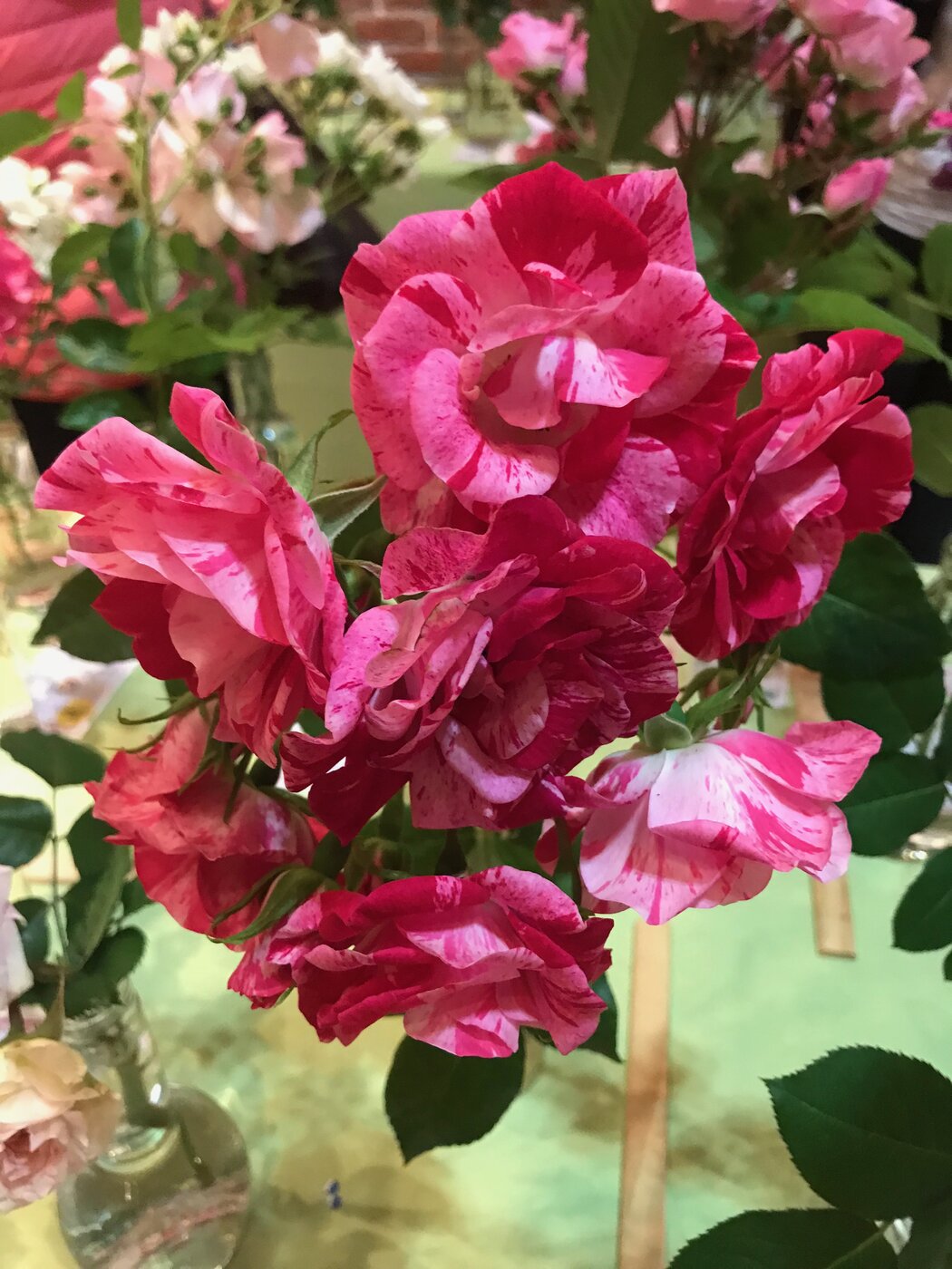 Rosa Dispetto
