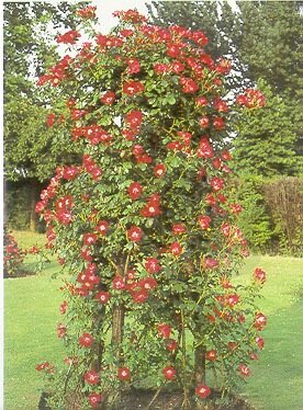 Rosa Dortmund, otra foto