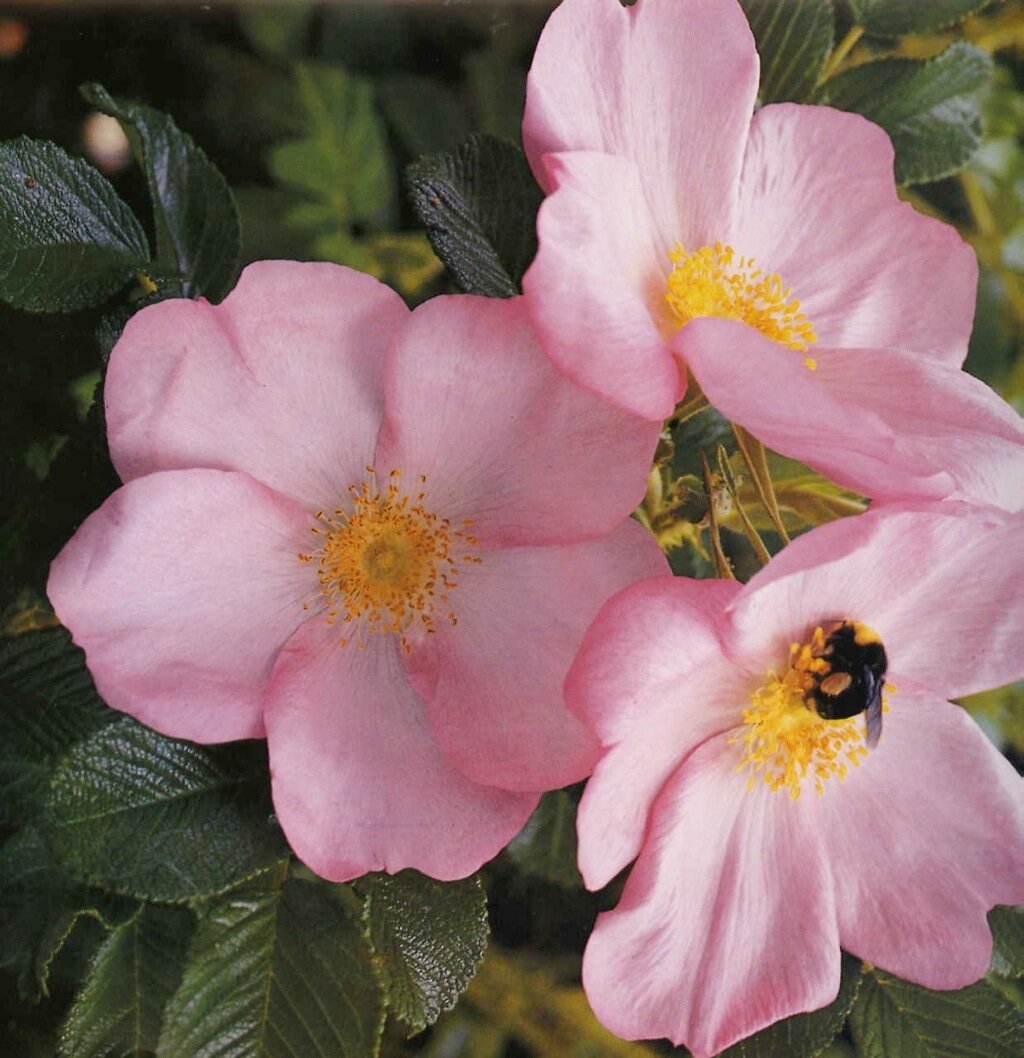 Rosa Frau Dagmar Hartopp