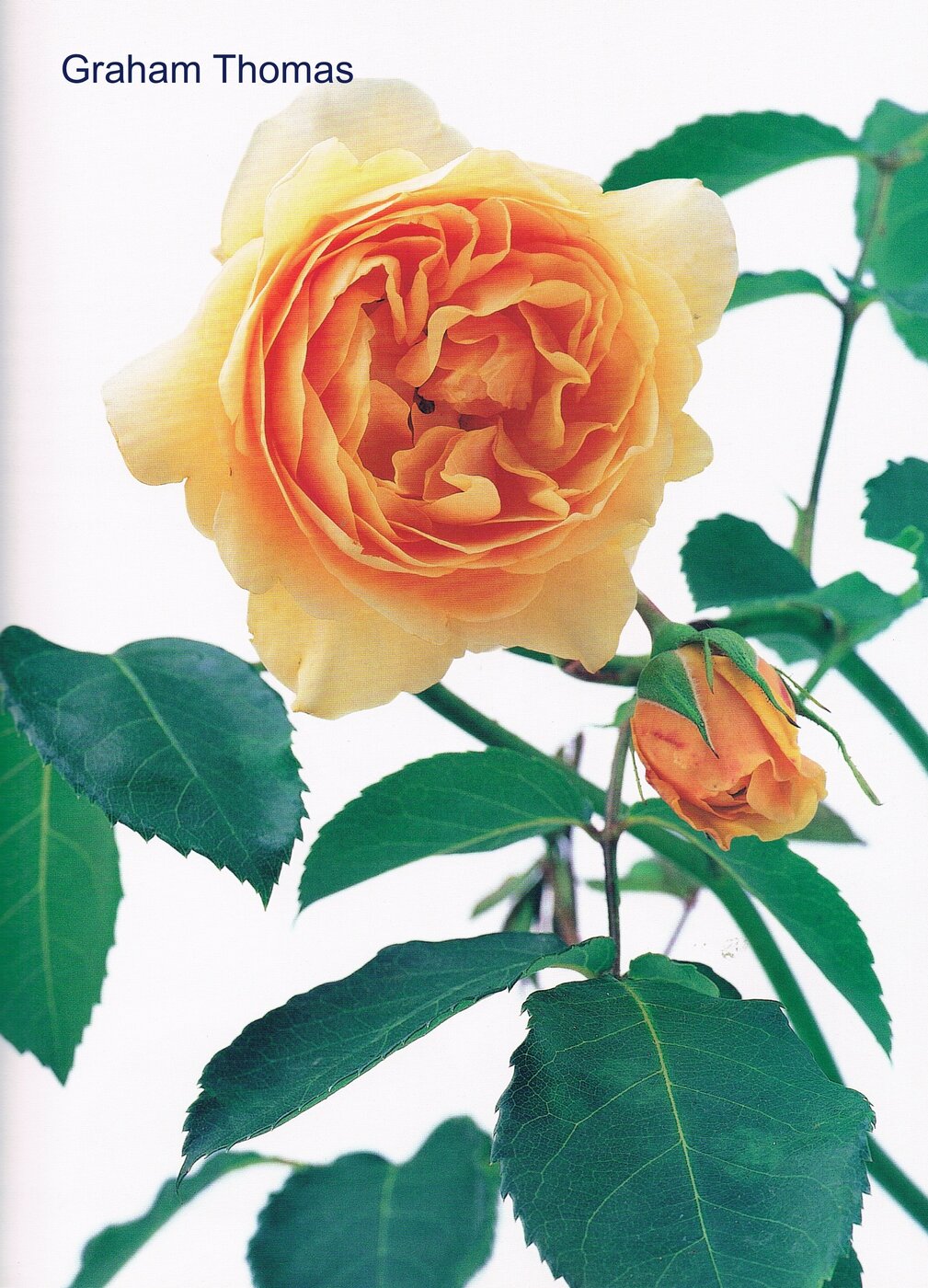 Rosa Graham Thomas