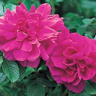 Rosa Hansa