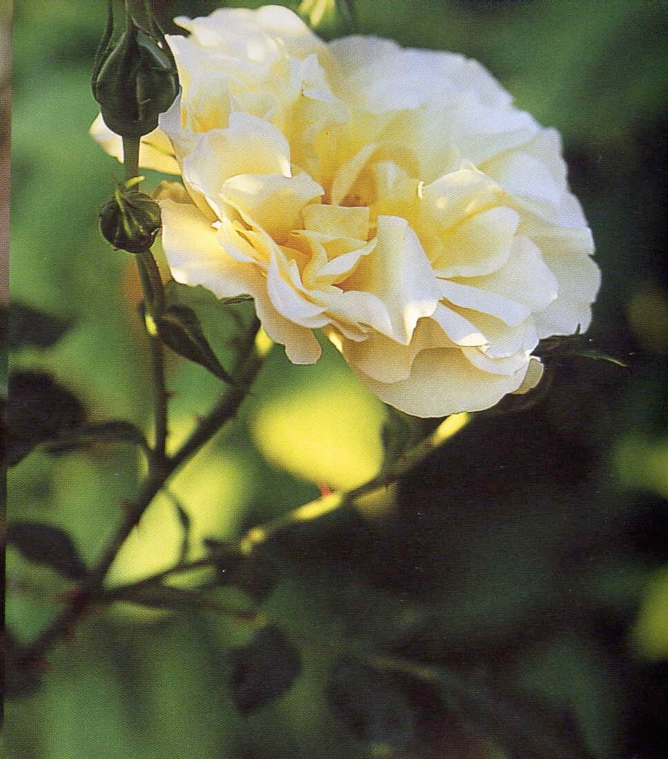 Rosa Leverkusen