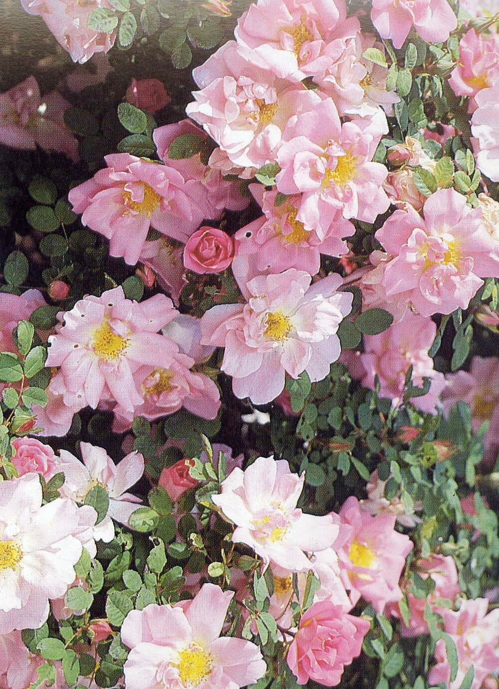 Rosa Marguerite Hilling