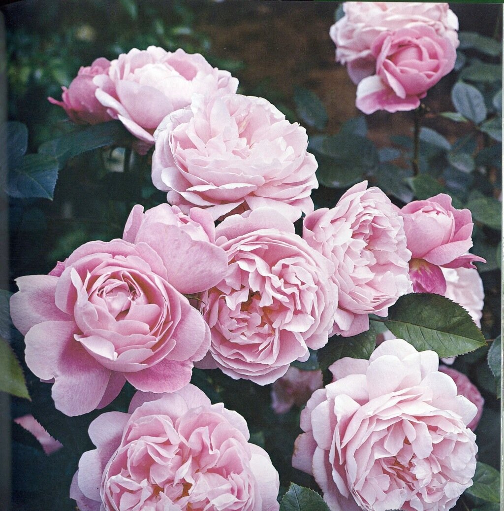 Rosa Mary Rose