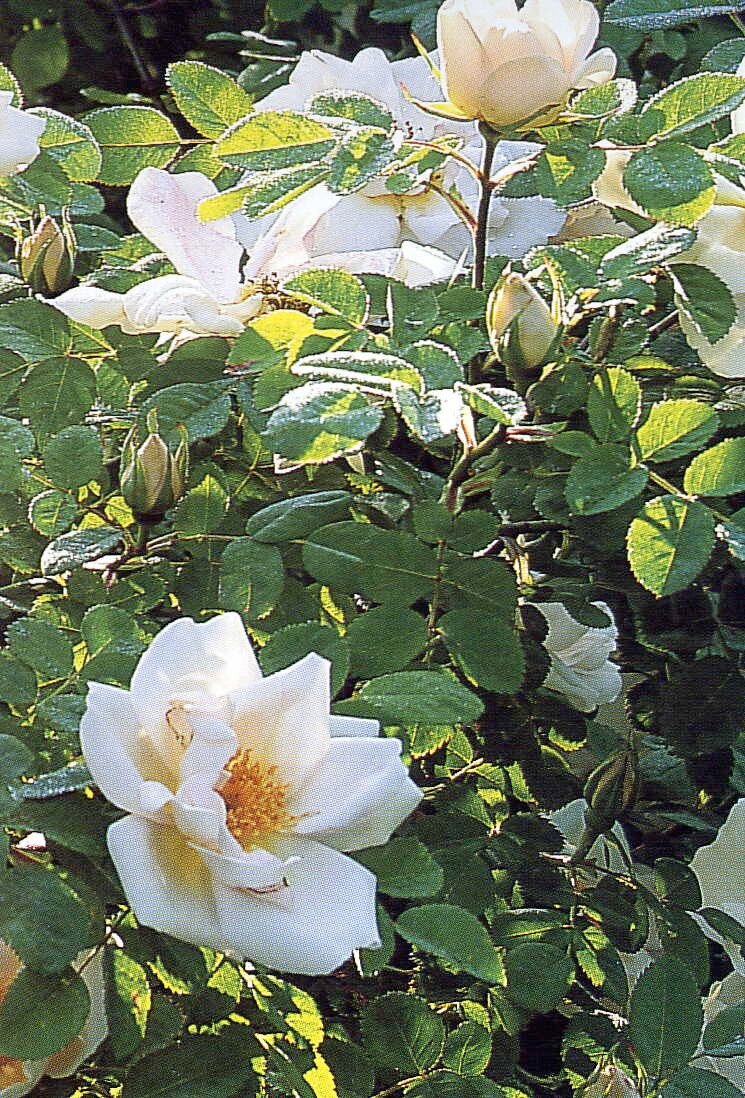 Rosa Nevada