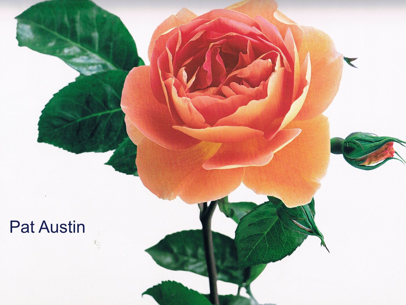 Rosa Pat Austin