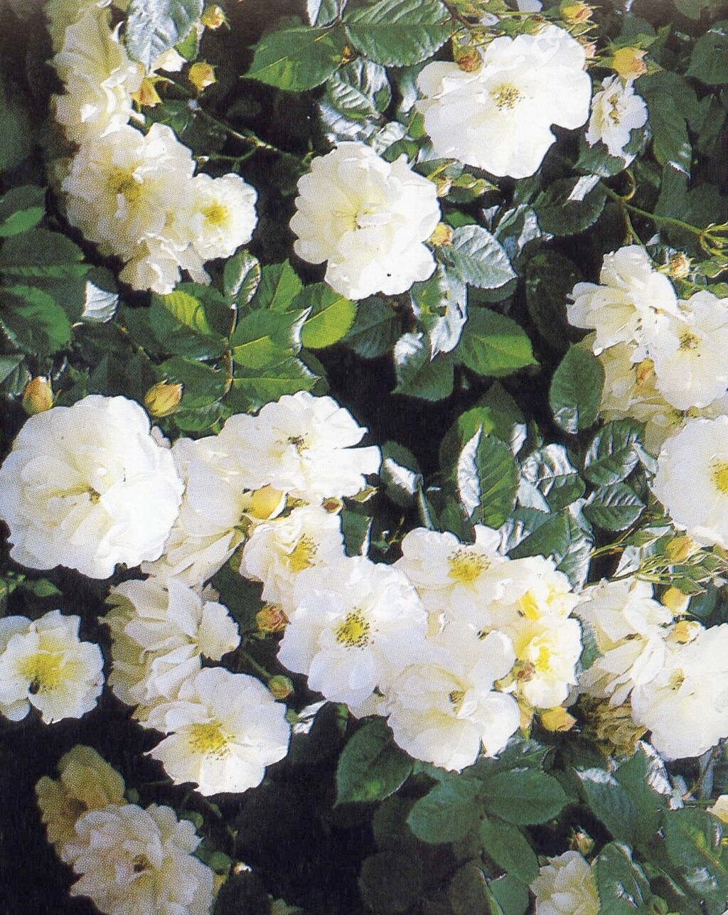 Rosa Penelope