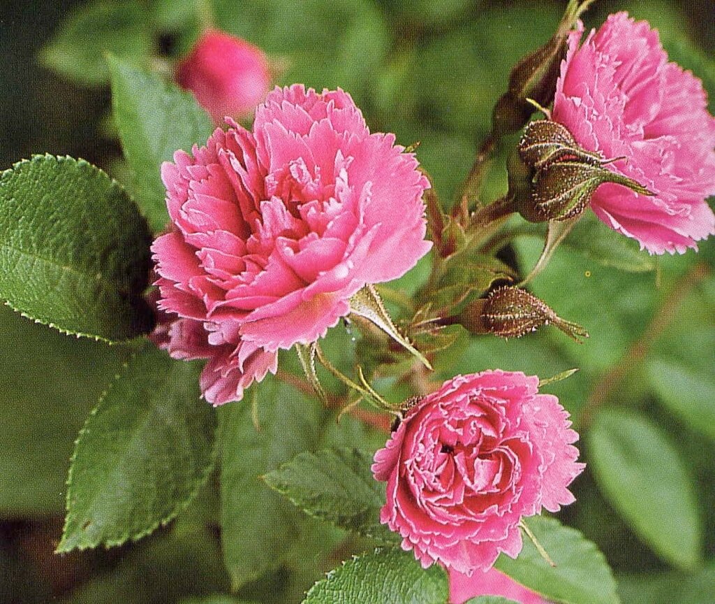 Rosa Pink Grootendorst