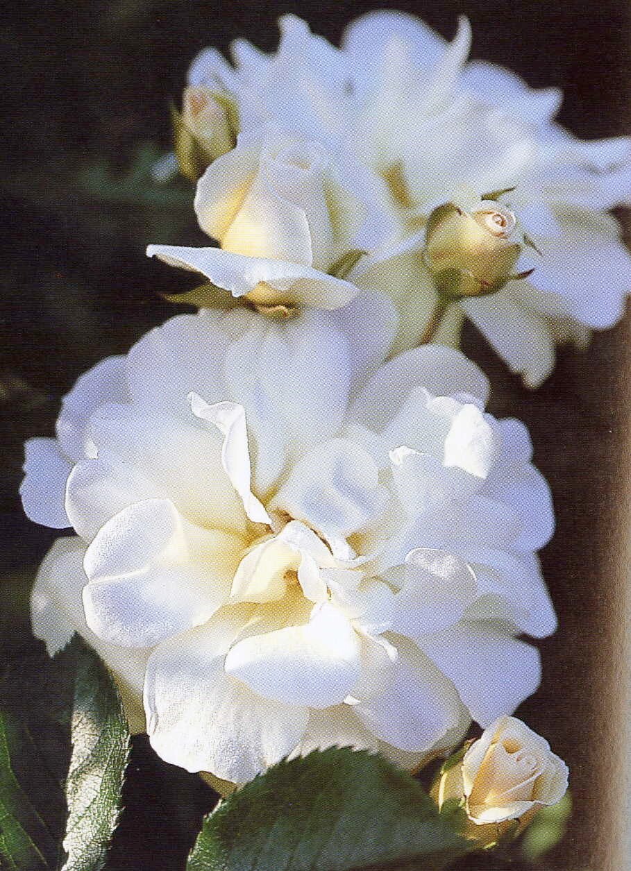 Rosa Prosperity