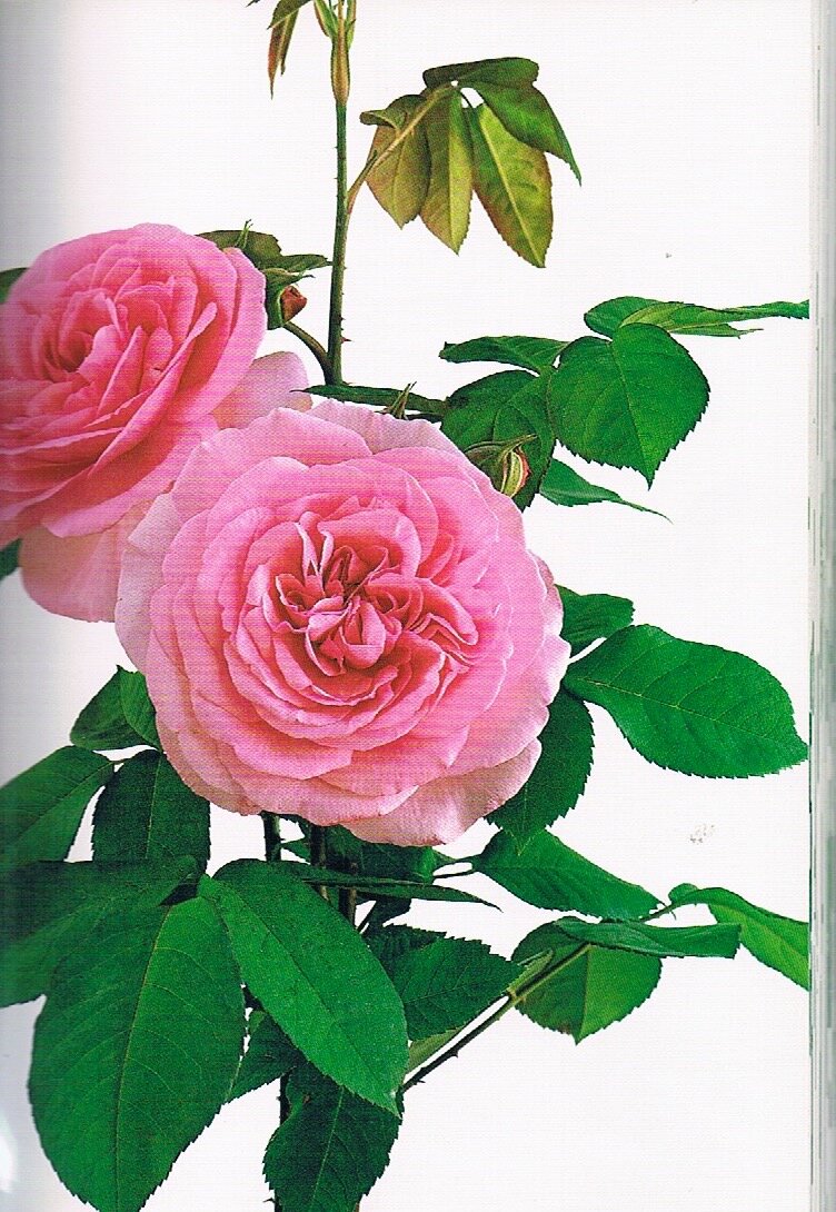 Rosa romántica con forma de peonía, sin nombre identificado