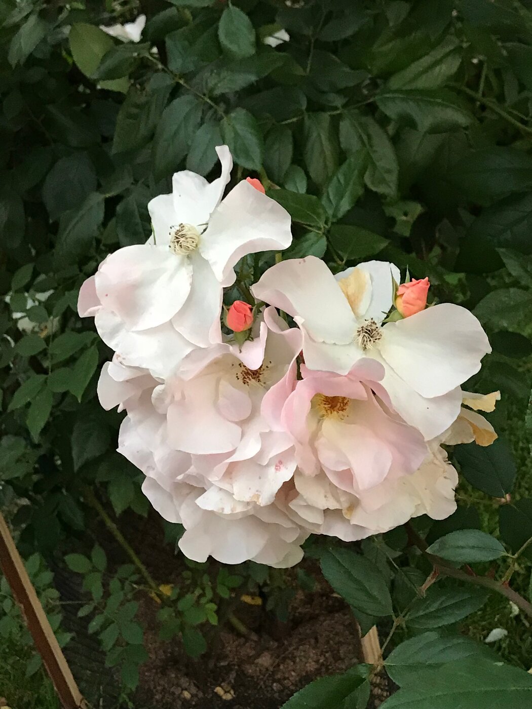 Rosa Sally Holmes