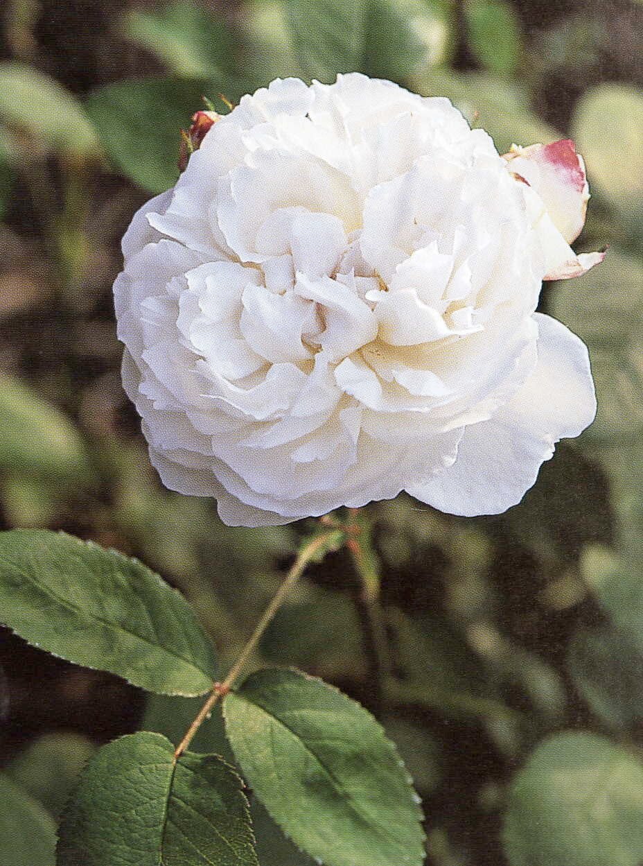Rosa Winchester Cathedral